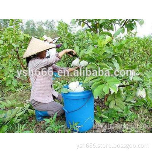 China Supply Food Grade Custom Made Protection Paper Guava Bag